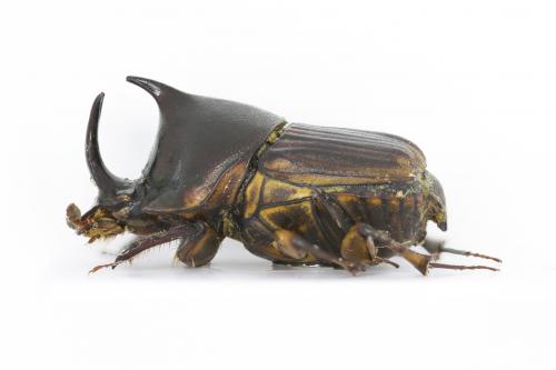 Liatongus vertagus